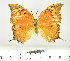  ( - RMNH.INS.1536536)  @11 [ ] CreativeCommons - Attribution Share-Alike (2024) Vincent Kalkman Naturalis Biodiversity Center