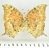  (Anaea astina - RMNH.INS.1536536)  @11 [ ] CreativeCommons - Attribution Share-Alike (2024) Vincent Kalkman Naturalis Biodiversity Center