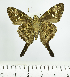  ( - RMNH.INS.1092322)  @11 [ ] CreativeCommons - Attribution Share-Alike (2024) Vincent Kalkman Naturalis Biodiversity Center