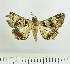  ( - RMNH.INS.1536726)  @11 [ ] CreativeCommons  Attribution (by) (2024) Unspecified Naturalis Biodiversity Center