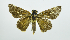  (Panoquina eugeon - RMNH.INS.1623556)  @11 [ ] CreativeCommons  Attribution (by) (2024) Unspecified Naturalis Biodiversity Center