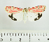 ( - RMNH.INS.1536666)  @11 [ ] CreativeCommons  Attribution (by) (2024) Unspecified Naturalis Biodiversity Center