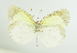  (Eurema elathea - RMNH.INS.1536753)  @11 [ ] CreativeCommons  Attribution (by) (2024) Unspecified Naturalis Biodiversity Center