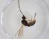  (Heterospilus Malaise1833 - CBG-A34175-A03)  @11 [ ] CreativeCommons - Attribution Share - Alike (2024) Centre for Biodiversity Genomics Centre for Biodiversity Genomics