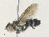  ( - CBG-A34307-G03)  @11 [ ] CreativeCommons - Attribution Share - Alike (2024) CBG Photography Group Centre for Biodiversity Genomics