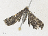  ( - CBG-A35157-C09)  @11 [ ] CreativeCommons - Attribution Share - Alike (2024) CBG Photography Group Centre for Biodiversity Genomics