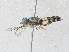 ( - CBG-A35159-A10)  @11 [ ] CreativeCommons - Attribution Share - Alike (2024) CBG Photography Group Centre for Biodiversity Genomics