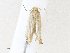  ( - CBG-A35161-F12)  @11 [ ] CreativeCommons - Attribution Share - Alike (2024) CBG Photography Group Centre for Biodiversity Genomics