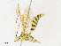  (Dolichomitus Malaise2981 - CBG-A35191-F11)  @11 [ ] CreativeCommons - Attribution Share - Alike (2024) CBG Photography Group Centre for Biodiversity Genomics