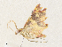  ( - CBG-A35191-G04)  @11 [ ] CreativeCommons - Attribution Share - Alike (2024) CBG Photography Group Centre for Biodiversity Genomics