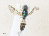  ( - CBG-A35193-C07)  @11 [ ] CreativeCommons - Attribution Share - Alike (2024) CBG Photography Group Centre for Biodiversity Genomics
