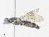  ( - CBG-A35194-E12)  @11 [ ] CreativeCommons - Attribution Share - Alike (2024) CBG Photography Group Centre for Biodiversity Genomics
