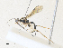  ( - CBG-A35195-G10)  @11 [ ] CreativeCommons - Attribution Share - Alike (2024) CBG Photography Group Centre for Biodiversity Genomics