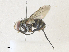  ( - CBG-A35196-D08)  @11 [ ] CreativeCommons - Attribution Share - Alike (2024) CBG Photography Group Centre for Biodiversity Genomics