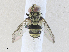  ( - CBG-A35196-E04)  @11 [ ] CreativeCommons - Attribution Share - Alike (2024) CBG Photography Group Centre for Biodiversity Genomics