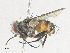  ( - CBG-A36713-F10)  @11 [ ] CreativeCommons - Attribution Share - Alike (2024) CBG Photography Group Centre for Biodiversity Genomics