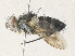  ( - CBG-A36714-D06)  @11 [ ] CreativeCommons - Attribution Share - Alike (2024) CBG Photography Group Centre for Biodiversity Genomics