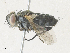  ( - CBG-A36715-C08)  @11 [ ] CreativeCommons - Attribution Share - Alike (2024) CBG Photography Group Centre for Biodiversity Genomics