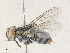  (Billaea Janzen6843 - CBG-A36715-D05)  @11 [ ] CreativeCommons - Attribution Share - Alike (2024) CBG Photography Group Centre for Biodiversity Genomics
