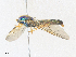  ( - CBG-A36715-D12)  @11 [ ] CreativeCommons - Attribution Share - Alike (2024) CBG Photography Group Centre for Biodiversity Genomics