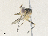  ( - CBG-A36715-E05)  @11 [ ] CreativeCommons - Attribution Share - Alike (2024) CBG Photography Group Centre for Biodiversity Genomics