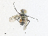  ( - CBG-A36716-G01)  @11 [ ] CreativeCommons - Attribution Share - Alike (2024) CBG Photography Group Centre for Biodiversity Genomics