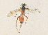 ( - CBG-A36716-H03)  @11 [ ] CreativeCommons - Attribution Share - Alike (2024) CBG Photography Group Centre for Biodiversity Genomics