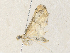  ( - CBG-A36718-E03)  @11 [ ] CreativeCommons - Attribution Share - Alike (2024) CBG Photography Group Centre for Biodiversity Genomics