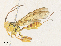  ( - CBG-A36719-B01)  @11 [ ] CreativeCommons - Attribution Share - Alike (2024) CBG Photography Group Centre for Biodiversity Genomics