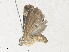  ( - CBG-A36719-C12)  @11 [ ] CreativeCommons - Attribution Share - Alike (2024) CBG Photography Group Centre for Biodiversity Genomics