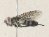  ( - CBG-A36720-D06)  @11 [ ] CreativeCommons - Attribution Share - Alike (2024) CBG Photography Group Centre for Biodiversity Genomics