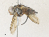  ( - CBG-A36865-A07)  @11 [ ] CreativeCommons - Attribution Share - Alike (2024) CBG Photography Group Centre for Biodiversity Genomics