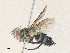  ( - CBG-A36865-C02)  @11 [ ] CreativeCommons - Attribution Share - Alike (2024) CBG Photography Group Centre for Biodiversity Genomics