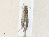  ( - CBG-A36865-E03)  @11 [ ] CreativeCommons - Attribution Share - Alike (2024) CBG Photography Group Centre for Biodiversity Genomics