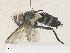  ( - CBG-A36866-C06)  @11 [ ] CreativeCommons - Attribution Share - Alike (2024) CBG Photography Group Centre for Biodiversity Genomics