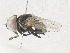  ( - CBG-A36866-E11)  @11 [ ] CreativeCommons - Attribution Share - Alike (2024) CBG Photography Group Centre for Biodiversity Genomics