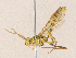  ( - CBG-A36866-H03)  @11 [ ] CreativeCommons - Attribution Share - Alike (2024) CBG Photography Group Centre for Biodiversity Genomics