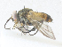  ( - CBG-A36870-F12)  @11 [ ] CreativeCommons - Attribution Share - Alike (2024) CBG Photography Group Centre for Biodiversity Genomics