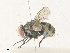  ( - CBG-A36870-G07)  @11 [ ] CreativeCommons - Attribution Share - Alike (2024) CBG Photography Group Centre for Biodiversity Genomics