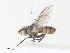  ( - CBG-A36871-F08)  @11 [ ] CreativeCommons - Attribution Share - Alike (2024) CBG Photography Group Centre for Biodiversity Genomics