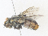  ( - CBG-A38418-C10)  @11 [ ] CreativeCommons - Attribution Share - Alike (2024) CBG Photography Group Centre for Biodiversity Genomics