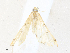  ( - CBG-A38419-A04)  @11 [ ] CreativeCommons - Attribution Share - Alike (2024) CBG Photography Group Centre for Biodiversity Genomics