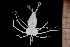  (Panulirus argus - CRU060)  @14 [ ] Unspecified (default): All Rights Reserved  Jose Angel Cohuo Unspecified