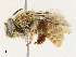 ( - CBG-A30962-A01)  @11 [ ] CreativeCommons - Attribution Share - Alike (2024) CBG Photography Group Centre for Biodiversity Genomics