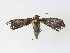  ( - CBG-A30964-D04)  @11 [ ] CreativeCommons - Attribution Share - Alike (2024) CBG Photography Group Centre for Biodiversity Genomics