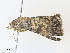  ( - CBG-A30964-E10)  @11 [ ] CreativeCommons - Attribution Share - Alike (2024) CBG Photography Group Centre for Biodiversity Genomics