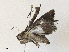  ( - CBG-A31777-A04)  @11 [ ] CreativeCommons - Attribution Share - Alike (2024) CBG Photography Group Centre for Biodiversity Genomics