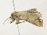  ( - CBG-A31778-G08)  @11 [ ] CreativeCommons - Attribution Share - Alike (2024) CBG Photography Group Centre for Biodiversity Genomics