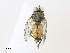  ( - CBG-A31779-D09)  @11 [ ] CreativeCommons - Attribution Share - Alike (2024) CBG Photography Group Centre for Biodiversity Genomics
