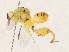  ( - CBG-A31779-H05)  @11 [ ] CreativeCommons - Attribution Share - Alike (2024) CBG Photography Group Centre for Biodiversity Genomics